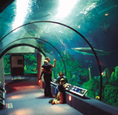 JOVE® Aquarium