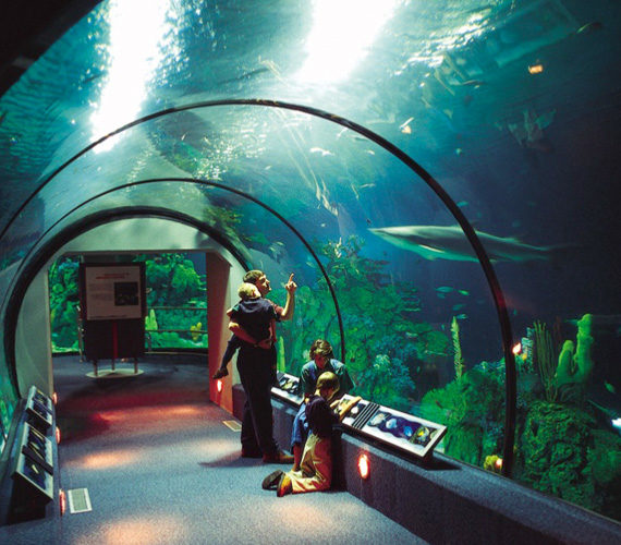 JOVE® Aquarium